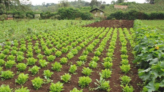 organic-gardens-678x381